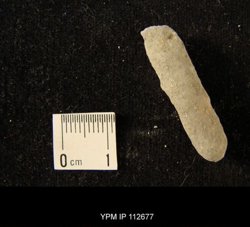 undet. Bryozoa