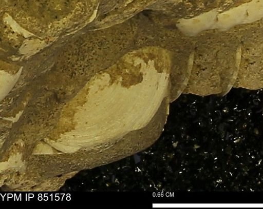 Limopsis striatopunctatus