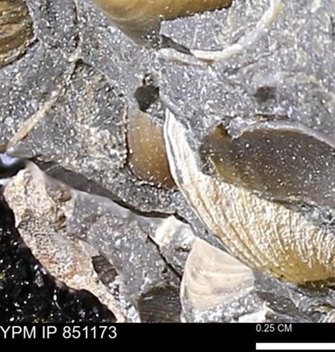 Limopsis striatopunctatus