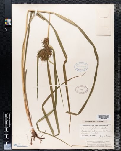 Carex lupulina