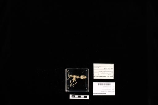 Blaesodactylus boivini