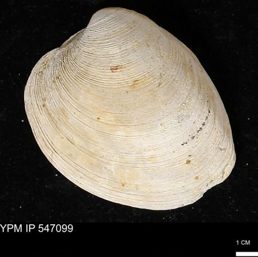 Venus mercenaria