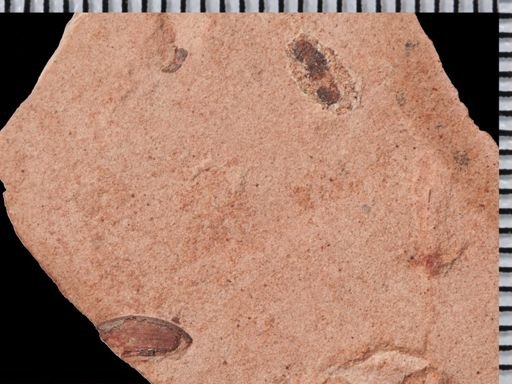 undet. Coleoptera