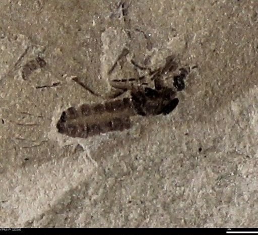 undet. Diptera
