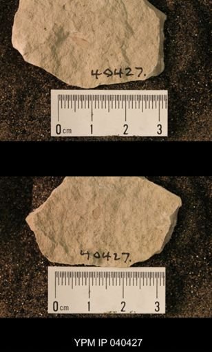 Permoraphidia sp.