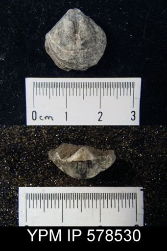 Martinia sp.