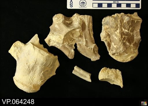 undet. Mosasauridae