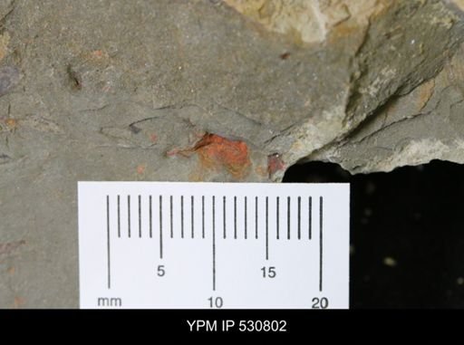 undet. Cornuta