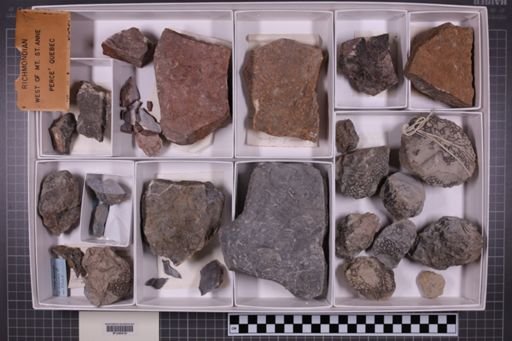 mixed taxa, stratigraphic collection