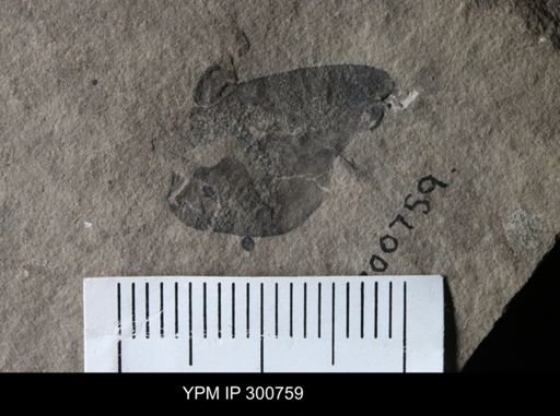 Erieopterus microphthalmus