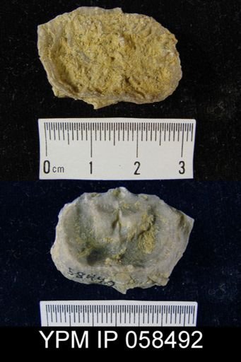 Leptaena rhomboidalis
