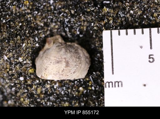 Protocardia subquadrata