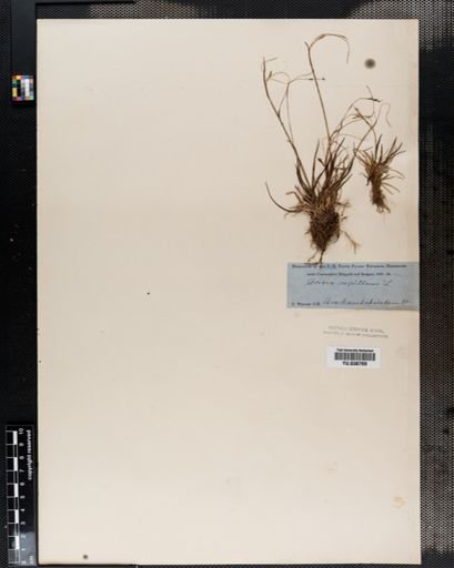 Carex capillaris