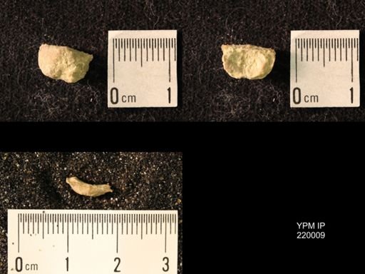 Chonetes sp.