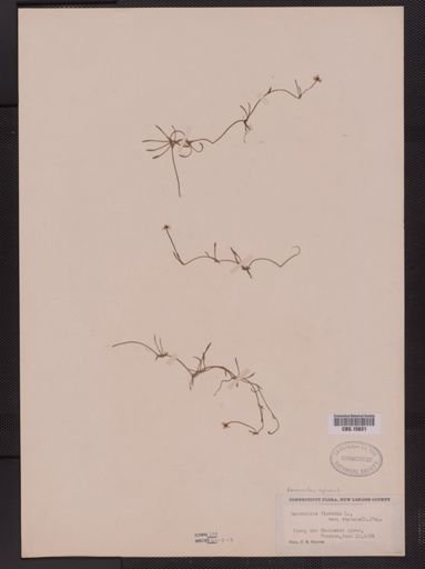 Ranunculus reptans