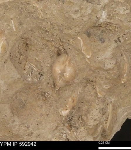 undet. Bivalvia