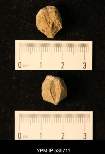 Pentremites sp.