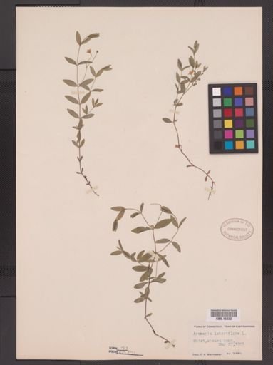 Arenaria lateriflora