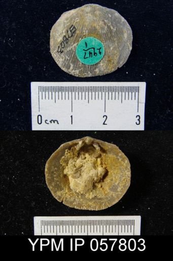 Rhipidomella oblata
