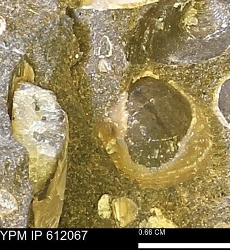 undet. Bivalvia
