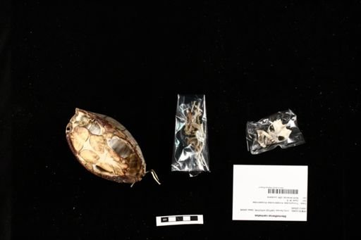 Sternotherus carinatus