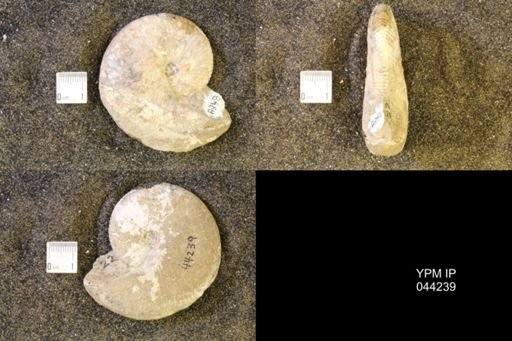 Hoploscaphites comprimus