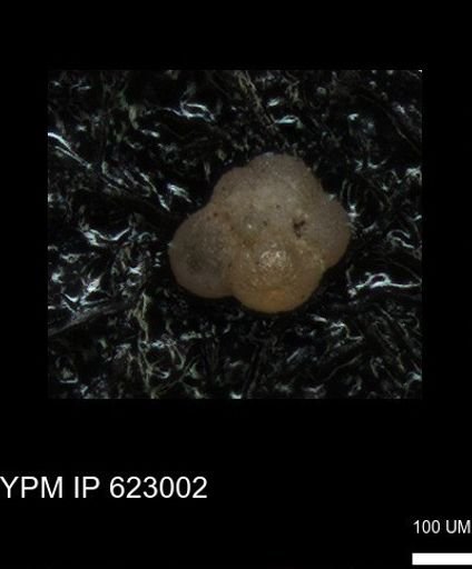 undet. Foraminiferida