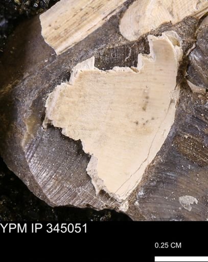 Limopsis striatopunctatus