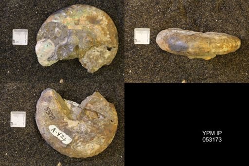 Discoscaphites conradi