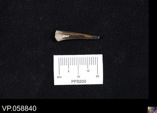 Enchodus sp.