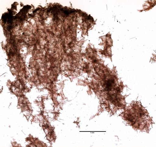 Iophon nigricans