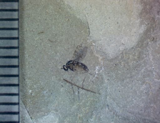 undet. Brachycera