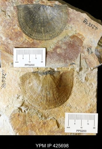 undet. Strophomenidae
