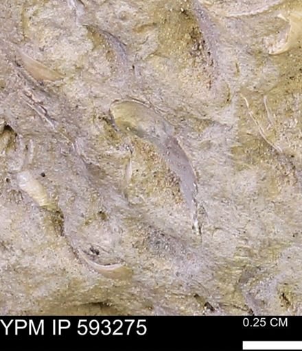 undet. Mollusca