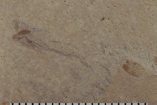 Auchenorrhyncha?