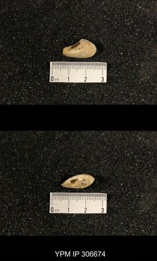 Phestia bellistriata