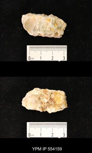 Eodevonaria sp.