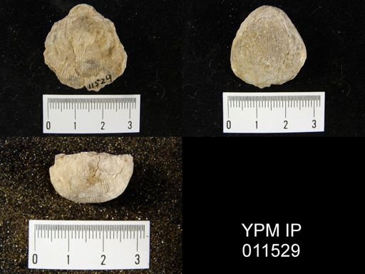 Linoproductus cora