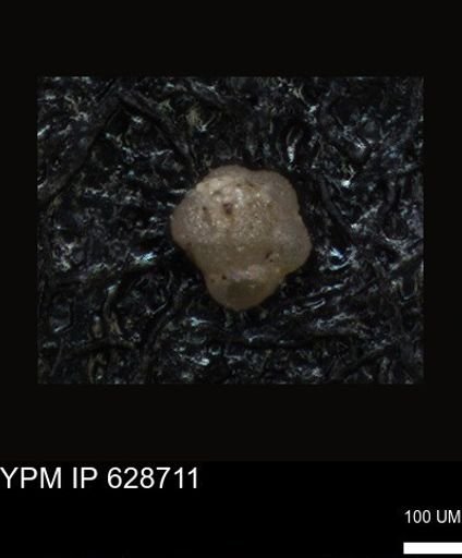 undet. Foraminiferida