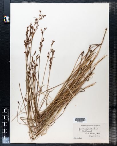 Juncus