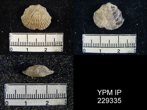 Derbya crassa texana