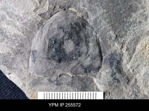 Hughmilleria sp.