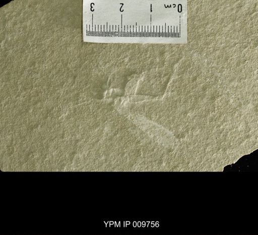 Panorpidium phyllophora