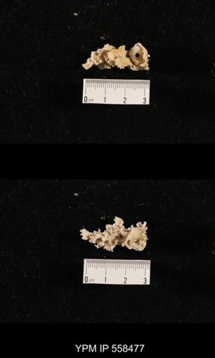 Girtycoelia sp.