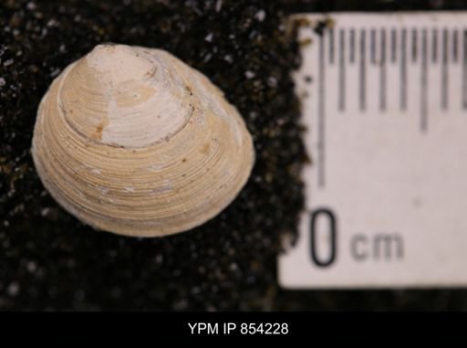 Limopsis striatopunctatus
