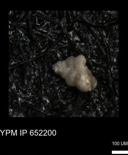 undet. Heterohelicidae