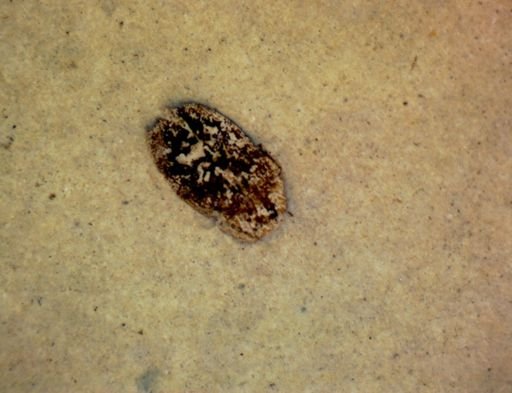 undet. Coleoptera