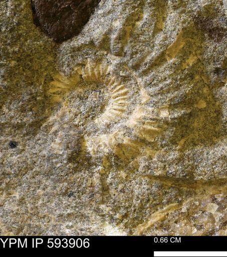 undet. Ammonoidea