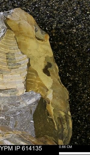 Inoceramus sp.