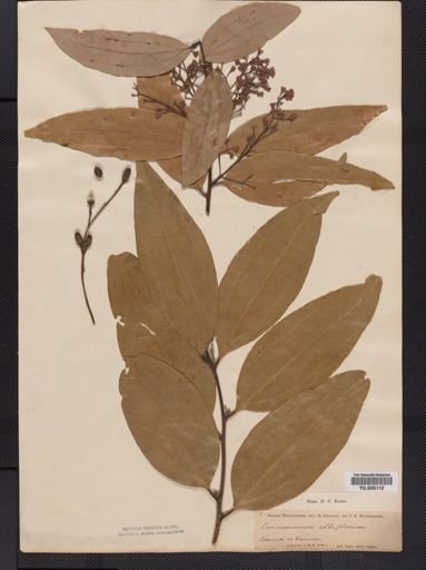 Cinnamomum camphora